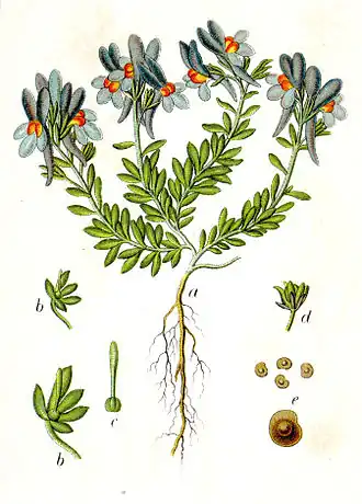 Ilustração Linaria alpina