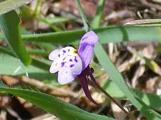 Linaria amethystea