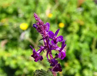 Linaria elegans em Madrid (Espanha)