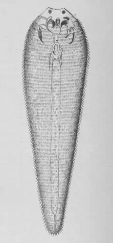 Linguatula taenioides