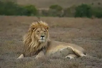 Leão-sul-africano, macho selvagem