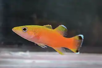 Exemplar vivo em aquário fotografado por L. A. Rocha