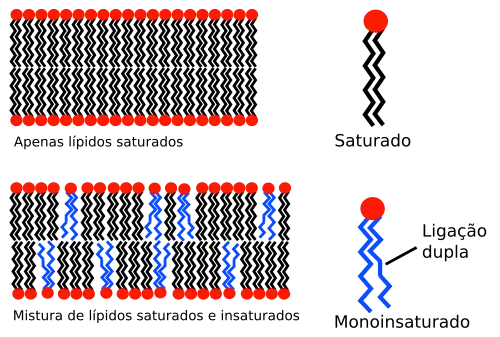 Lipid unsaturation effect pt