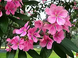 Detalhes de flores de uma quaresmeira de coloração rosada - variedade Kathleen
