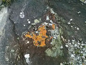 Registro das diferentes formas de vida.