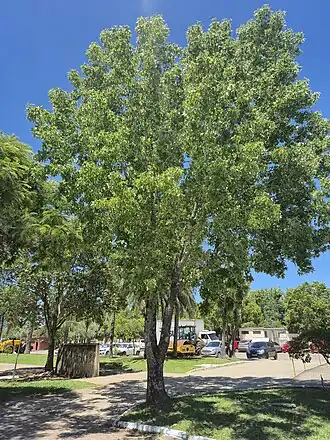 Liquidâmbar em Bagé-RS (verão)