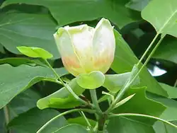 Liriodendron tulipifera.