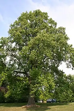 Liriodendron tulipifera (Laken).