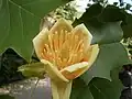 Detalhe da flor de Liriodendron tulipifera.