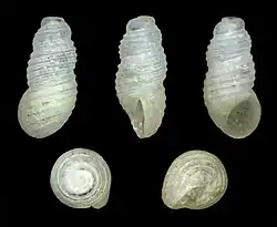 Liroceratia sulcata ( Iravadiidae )