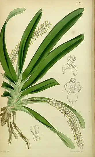 Listrostachys pertusa