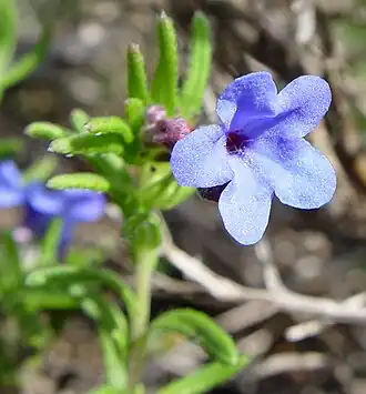 Lithodora diffusa