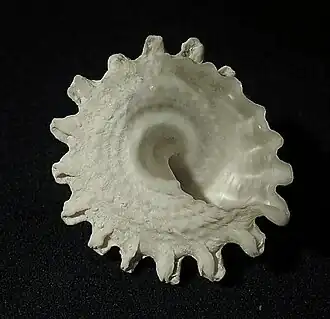 L. tectum em vista inferior.