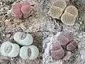 Lithops de várias cores