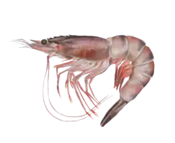 Litopenaeus schmitii