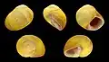 Cinco vistas da concha de Littorina obtusata (Linnaeus, 1758), espécime proveniente da Normandia, França; uma espécie abundante da zona entremarés da Europa e América do Norte.[9]