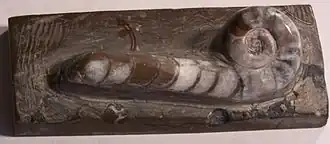 Lituites lituus um molusco cefalópode