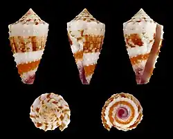 Cinco vistas da concha de Conus floridulus A. Adams & Reeve, 1848, encontrada do Golfo de Papua às Filipinas.[19]