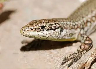Podarcis muralis