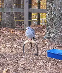No Santuário de Aves Selvagens em St. Louis, Missouri, Estados Unidos