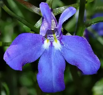 Lobelia erinus.