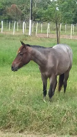 Potro da raça Cavalo nordestino.