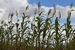 Uma variedade local de sorgo do Malawi