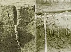 Aglomerados de ovos de gafanhoto do deserto depositados na areia.