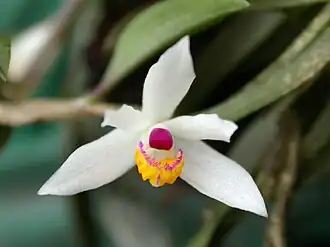 Loefgrenianthus blanche-amesiae