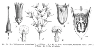 Anatomia da flor de Peltanthera floribunda.