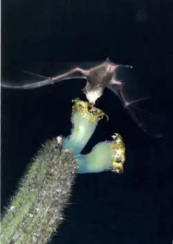 Polinização por Lonchophylla mordax