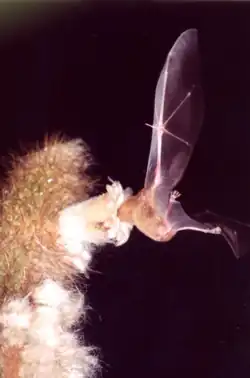 Lonchophylla mordax polinizando P. chrysostele[1]