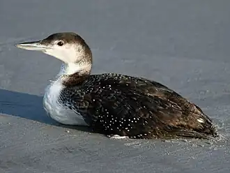 Em plumagem não reprodutiva em Sunset Beach, Carolina do Norte