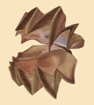 Ilustração de L. cristagalli com as valvas abertas; retirada da obra de Yoichiro Hirase, Kaisenshu.