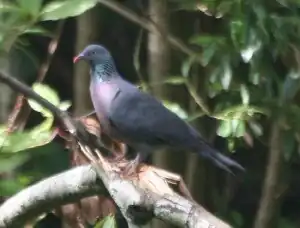 Pombo-das-canárias (Columba junoniae)