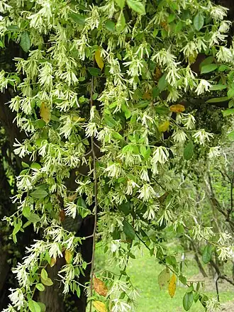Loropetalum chinense