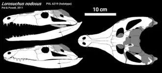 Diagrama do crânio de Lorosuchus