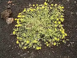 L. glaucus, a trevina da ilha da Madeira.