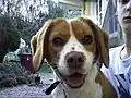 Outra foto do Beaglier