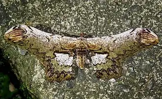 Fotografia de L. serpentina em Nova Iguaçu, Rio de Janeiro, Brasil.