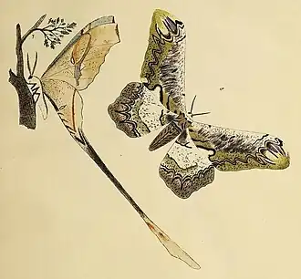 Com o número 8, à direita, a ilustração de L. serpentina por J. Peter Maassen, na obra Beiträge zur Schmetterlingskunde (1872). Ao lado uma mariposa Copiopteryx.