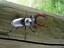 Lucanus cervus, macho