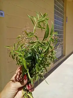 Lucia Lima da Quinta Flor de Lua