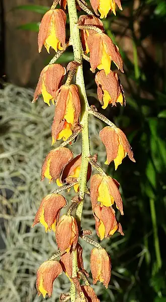 Lueddemannia pescatorei