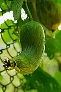 Luffa aegyptiaca em desenvolvimento