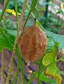 Fruto maduro, pedúnculo a murchar.