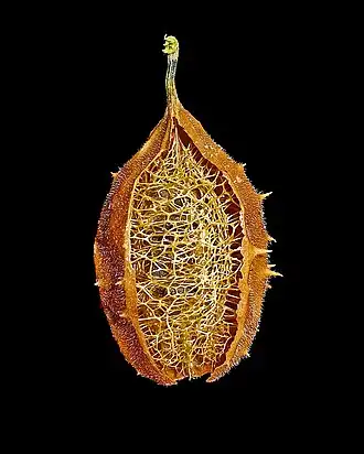 Buchinha quase pronta para uso.