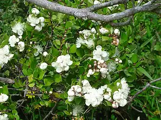 Flor de Luma apiculata