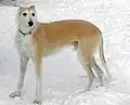 Lurcher cruzamento entre Whippet com cães do tipo Collie ou Terrier.