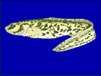 Lycodichthys antarcticus